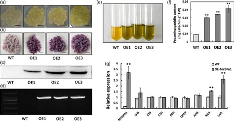 Figure From The Proanthocyanidinspecific Transcription Factor