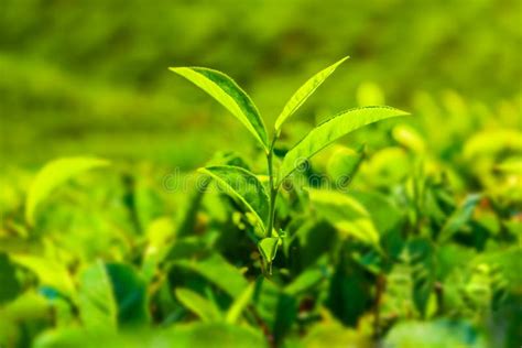 Tea Plantation Nature Background Landscape Stock Image - Image of fresh ...