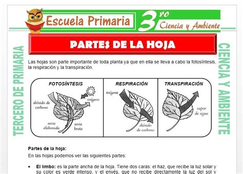 Ciencia Y Ambiente Para Tercero De Primaria Escuela Primaria