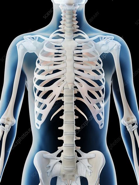 Female Upper Body Bones Illustration Stock Image F026 5648 Science Photo Library