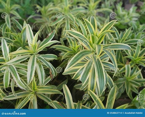 Green Leaves Of Dieffen Bachia Oerstedii Stock Photo Image Of