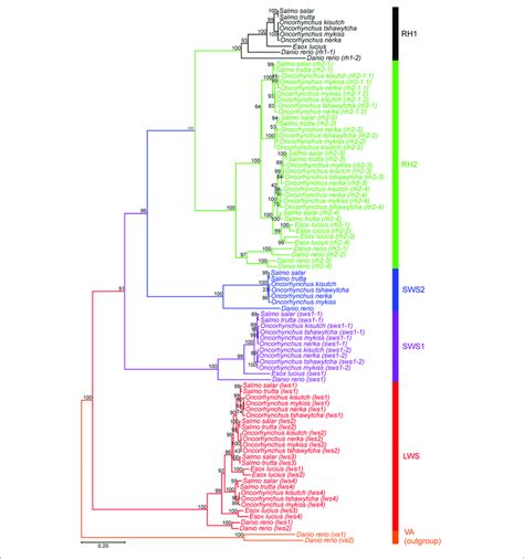 Opsin Evolutionary History As Inferred By Using The Maximum