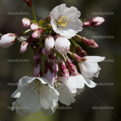 Yoshino Cherry Blossoms Prunus X Yedoensis — Stock Photo © Kathyclark