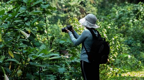 Bwindi Impenetrable National Park Uganda Gorilla Trekking Safari Tours