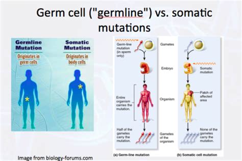 Types Of Mutation Flashcards Quizlet