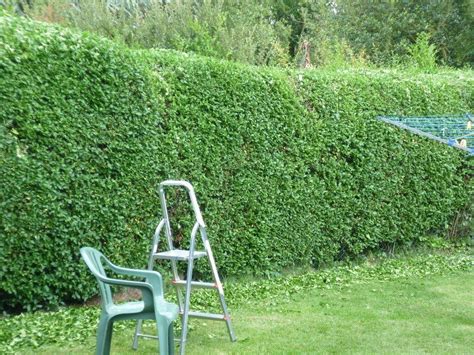 Garden windbreak design plants and trees to grow as windbreaks – Artofit