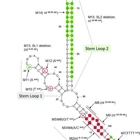 Mfold Structure Of The 5 0 Utr Of Tbev A Computer Simulated