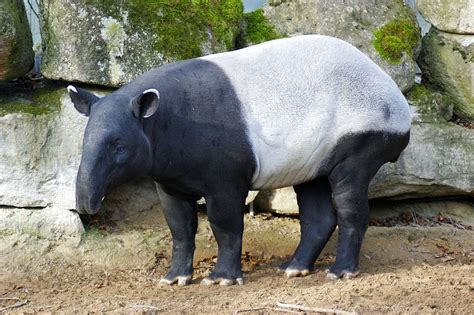 Tapirus – Wikipédia, a enciclopédia livre | Tapir, Bizarre animals ...