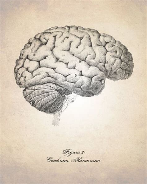 Brain Anatomy Sketch at PaintingValley.com | Explore collection of ...