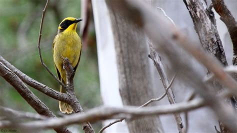 Australasia Bird Families Of The World