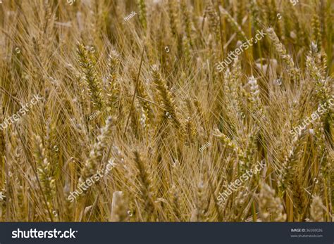 Field Of Weath In Close Up Stock Photo 36599026 Shutterstock