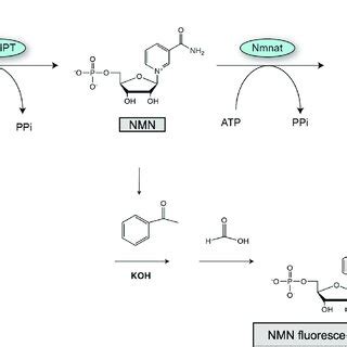 Schematic Of NAD Biosynthetic Pathway And NAMPT Enzymatic Assay