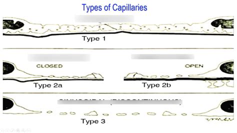 Type Of Capillary Diagram Quizlet