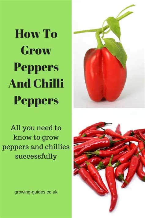 How To Grow Peppers And Chilli Peppers Growing Guides