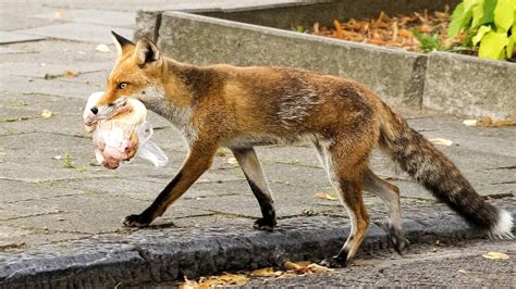 Fuchs Waschb R Und Co D Rfen Sie Wildtiere In Der Stadt F Ttern