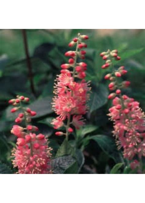 Clethra Aln Ruby Spice Summersweet Ruby Spice 3 Behmerwald Nursery