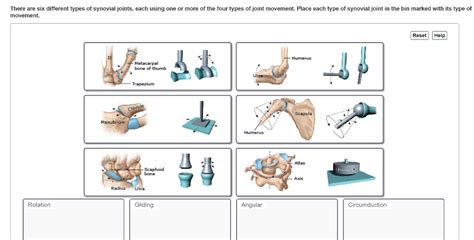 Solved There Are Six Different Types Of Synovial Joints