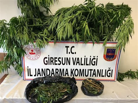 Jandarmadan Hint Keneviri Operasyonu Giresun Haberleri