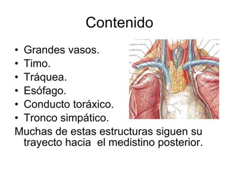 Mediastino Superior Ppt