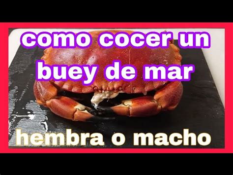 Resumen De Art Culos Como Cocer Un Buey De Mar Actualizado