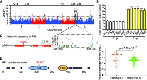 Genome Wide Association Gwa Mapping Of Plant Pathogen Number A