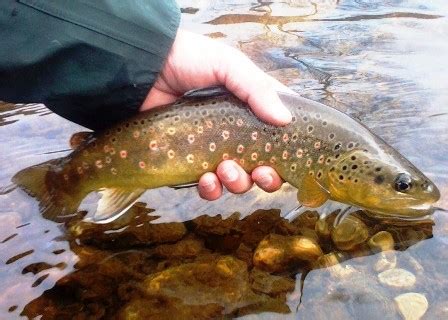 Estes Park Fly Fishing Guides Liarflies