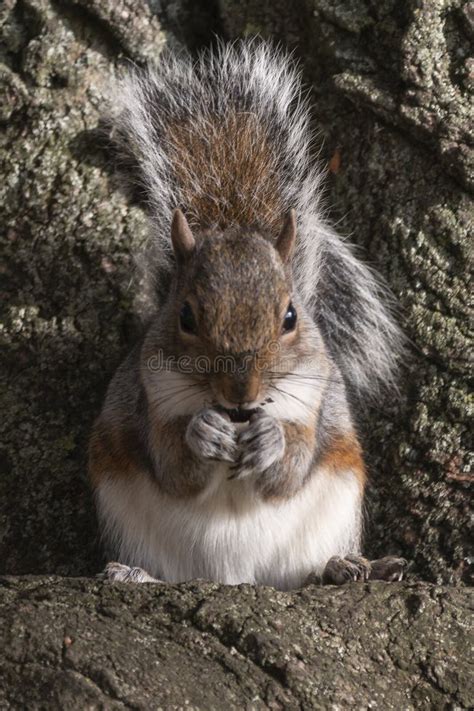 Evil Squirrel Stock Photos Free And Royalty Free Stock Photos From