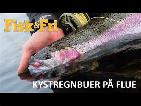 NY VIDEO KYSTREGNBUER PÅ FLUE Fisk Fri