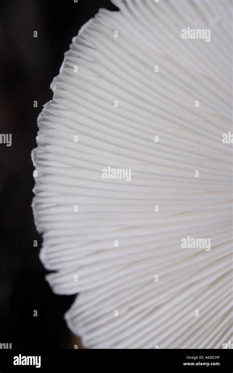Mushroom Agaricus Campestris Bapda6141 Stock Photo Alamy