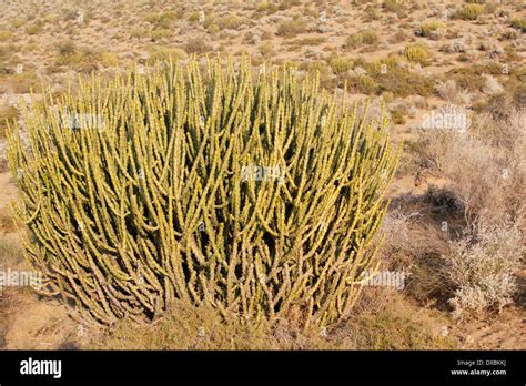 Cactus Thar Desert Jaisalmer Rajasthan India Stock Photo 67869078