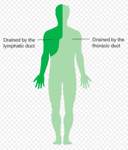 Ch Lymphatic System Prep For Lecture Exam Flashcards Quizlet