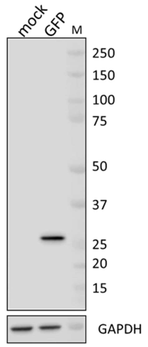 Biolegend Purified Anti Gfp Quantity Each Of Fisher Scientific