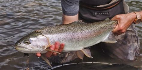 Bow River Shuttles: Bow River Fishing Report courtesy Country Pleasures ...