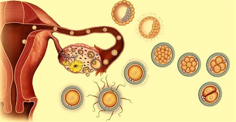 Production des spermatozoïdes chez l homme Dossier