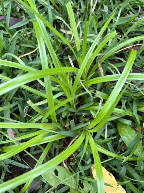 How To Kill Nut Grass The Lawn Shed