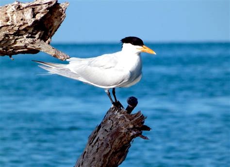 Royal Tern Ocean Treasures Memorial Library