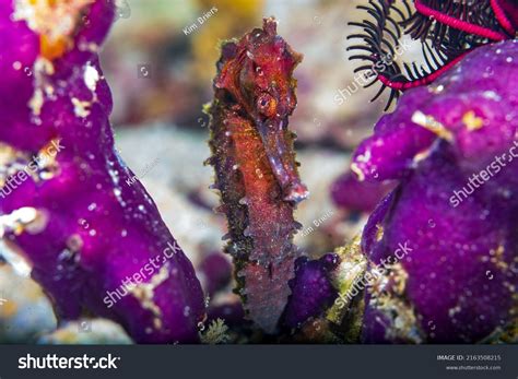 Hippocampus Kuda Species Seahorse Known Common Stock Photo 2163508215 | Shutterstock