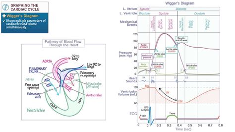 Understanding Wiggers Diagram Key Notes WireMystique