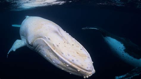 Migaloo: Celebrating The Sacred Story Of Australia's World-Famous ...