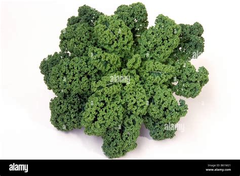 Gr Nkohl Wird Brassica Oleracea Convar Acephala Var Sabellica