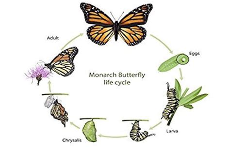 Giải đề the life cycle of a Monarch Butterfly – Tài Liệu Tiếng Anh Uy Tín & Chất Lượng