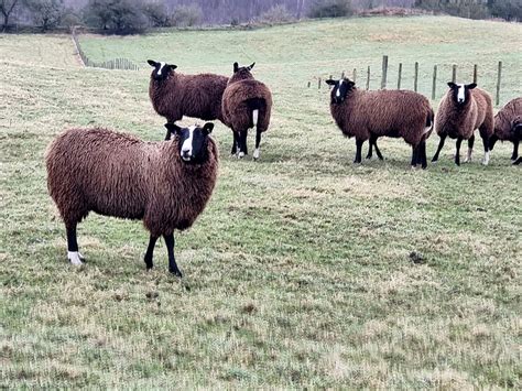 Balwen Welsh Mountain Sheep Oliver Dixon Cc By Sa 2 0 Geograph