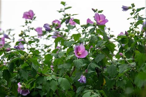 Rose Of Sharon Flower Pink - Free photo on Pixabay - Pixabay