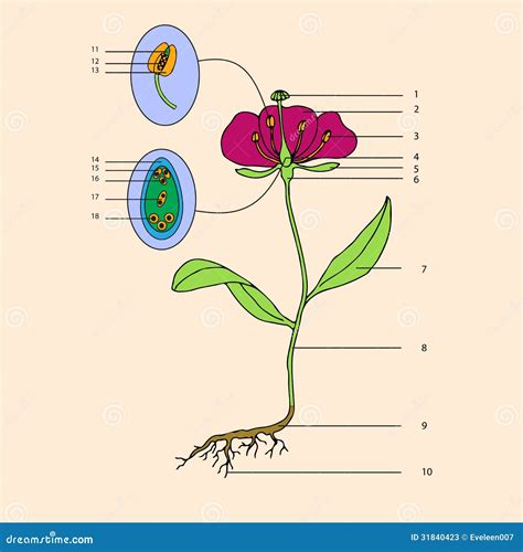 Nico Morfolog A De La Flor Ilustraci N Del Vector Ilustraci N De