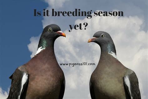 Is it breeding season yet? - Pigeons 101