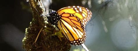 Tracking The Monarch Butterfly Migration Holbrook Travel