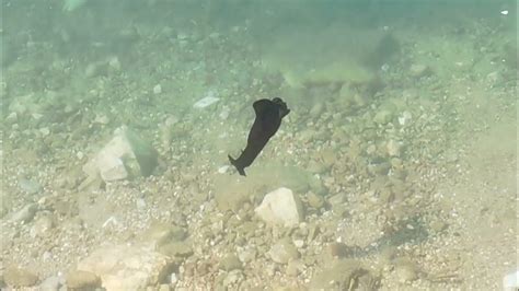 Морски заек (Aplysia fasciata) на Тасос 2022 - YouTube