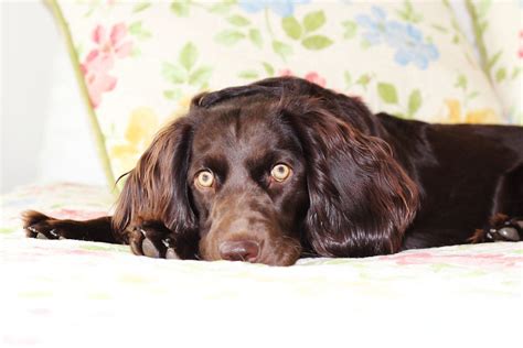 Boykin Spaniel Puppies Cute Baby Animals Spaniel Dog