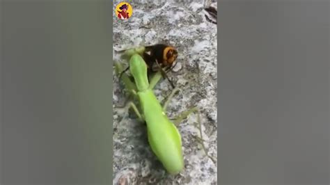 Hornet Vs Praying Mantis Shorts Youtube