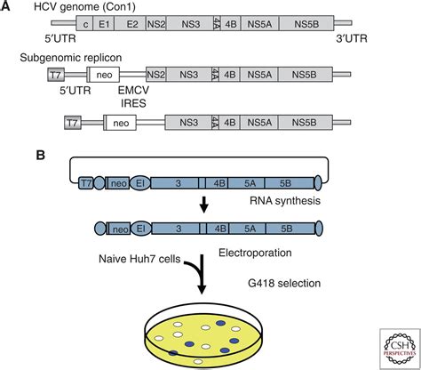 Cell Culture Systems Of Hcv Using Jfh And Other Strains